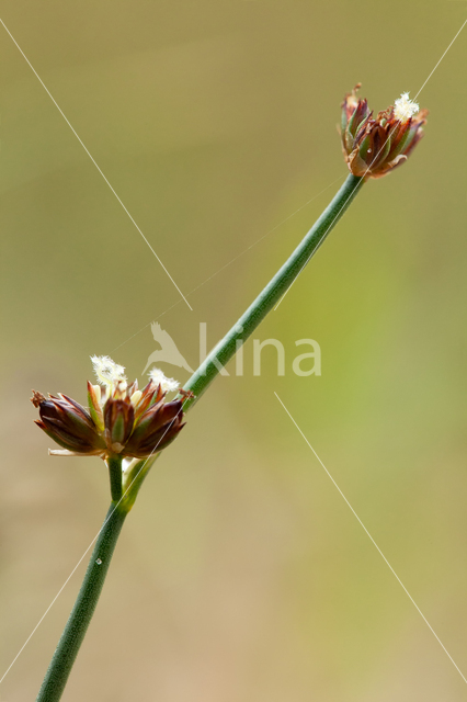 Rush (Juncus spec.)