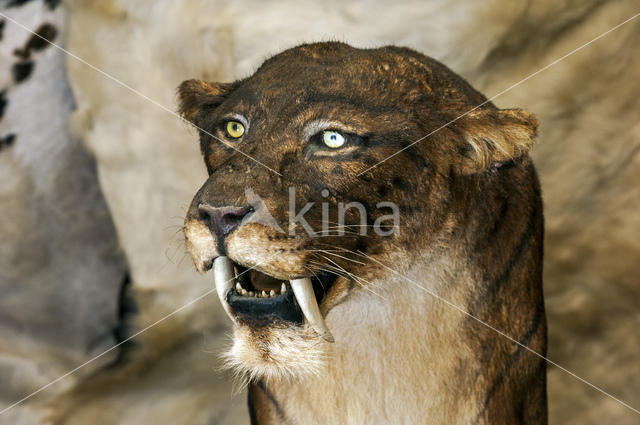 Sabeltandtijger (Smilodon)