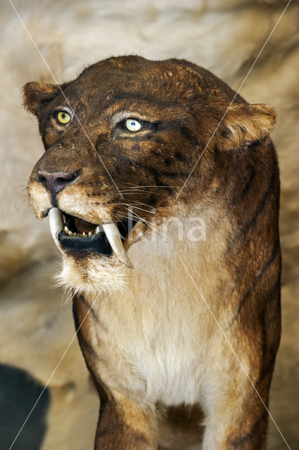 Sabeltandtijger (Smilodon)