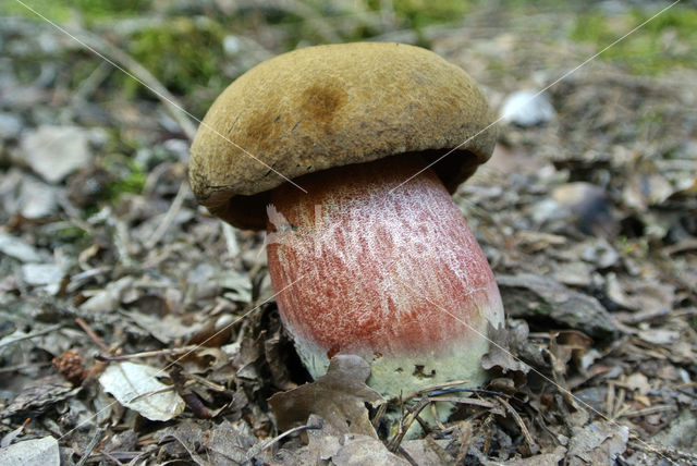Boletus satanas