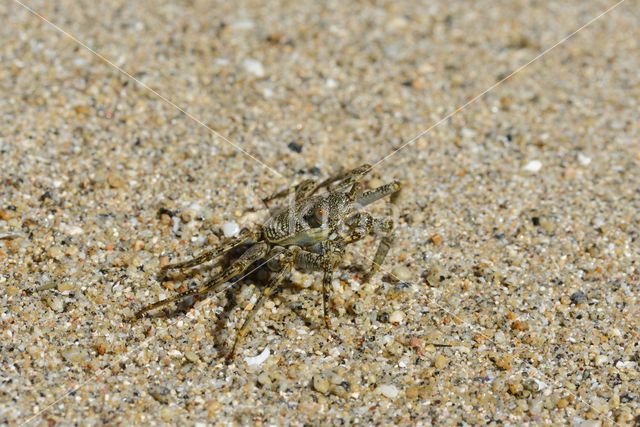 Scharlakenrode rotskrab (Grapsus grapsus)