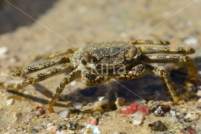 Scharlakenrode rotskrab (Grapsus grapsus)