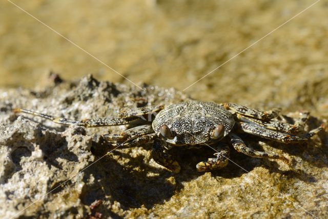 Scharlakenrode rotskrab (Grapsus grapsus)