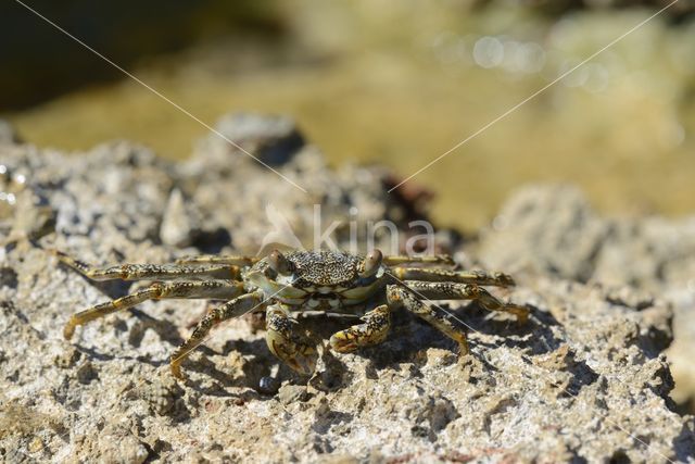 Scharlakenrode rotskrab (Grapsus grapsus)