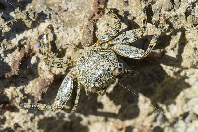 Scharlakenrode rotskrab (Grapsus grapsus)