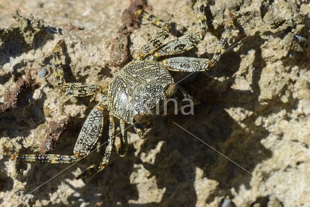 Scharlakenrode rotskrab (Grapsus grapsus)