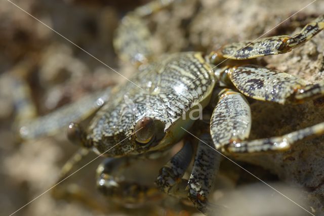 Scharlakenrode rotskrab (Grapsus grapsus)