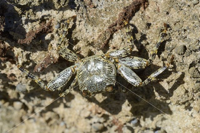 Scharlakenrode rotskrab (Grapsus grapsus)