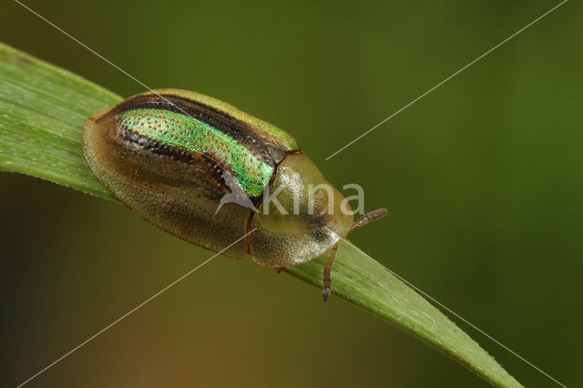 Shield Beetle (Cassida vittata)
