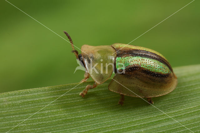 Shield Beetle (Cassida vittata)