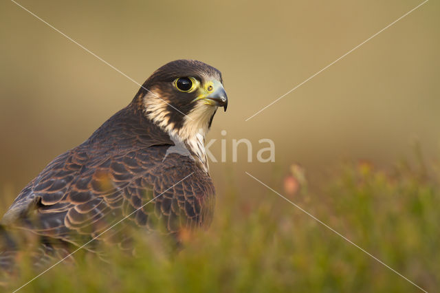 Slechtvalk (Falco peregrinus)