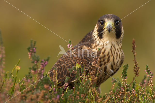Peregrine Falcon (Falco peregrinus)