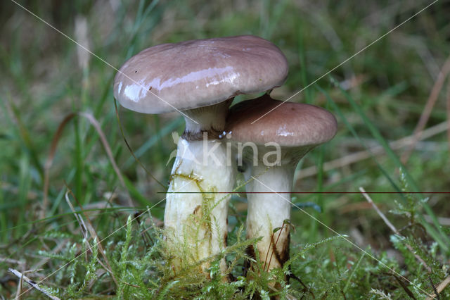 Slijmige spijkerzwam (Gomphidius glutinosus)