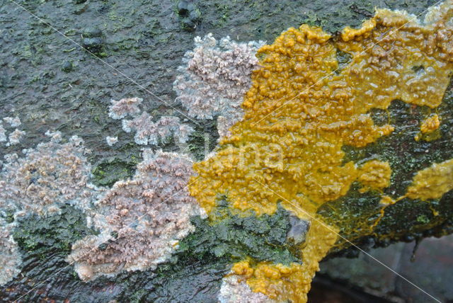 Slime mould (Myxomyceet spec.)