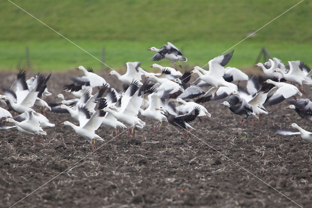 Snowgoose (Anser caerulescens)