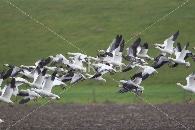 Snowgoose (Anser caerulescens)