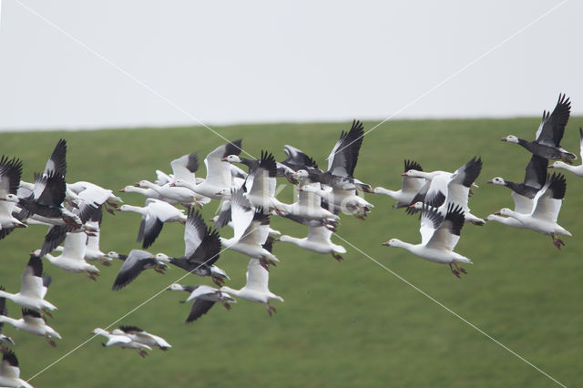 Snowgoose (Anser caerulescens)