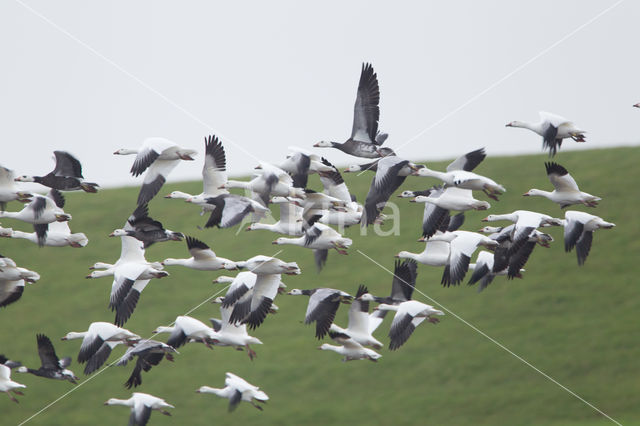 Snowgoose (Anser caerulescens)