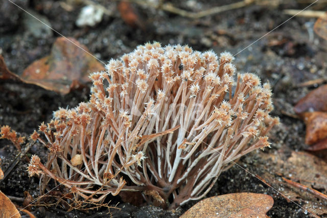 Pterula multifida