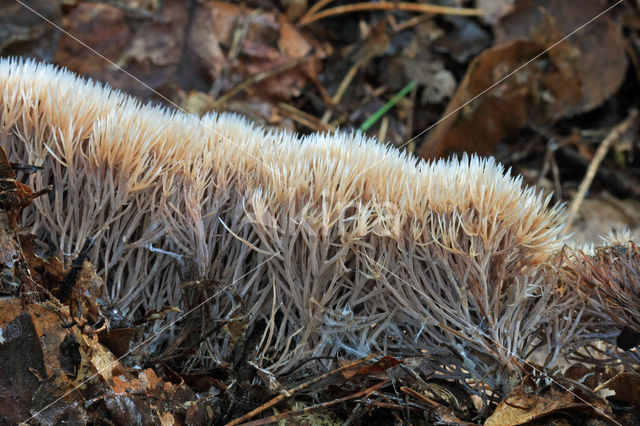 Pterula multifida