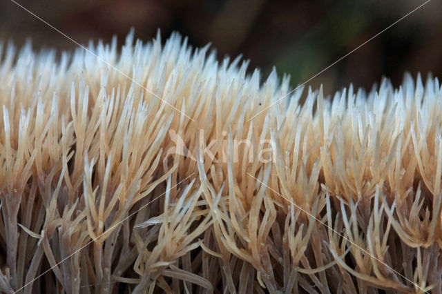 Pterula multifida