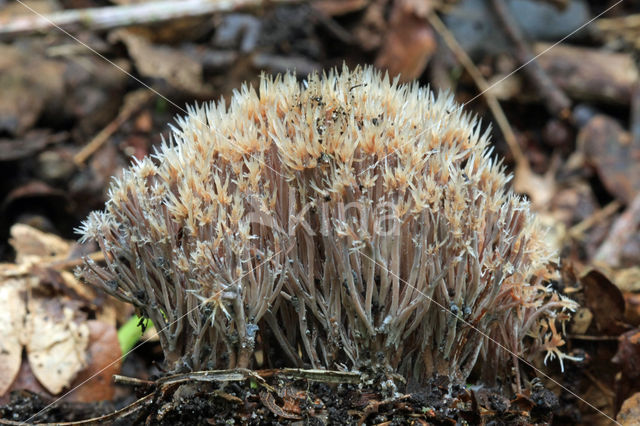 Pterula multifida