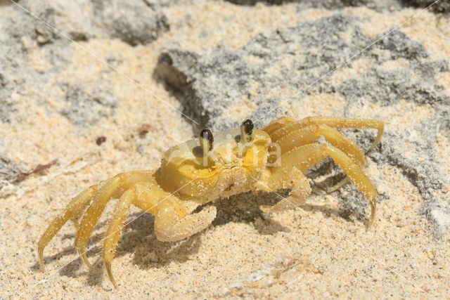 Ghost Crab (Ocypode quadrata)