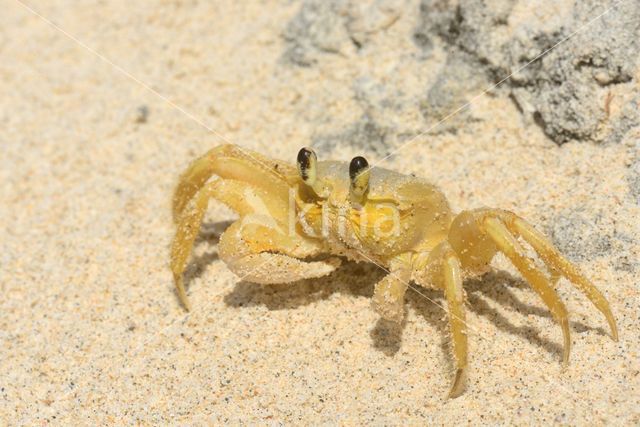 Ghost Crab (Ocypode quadrata)