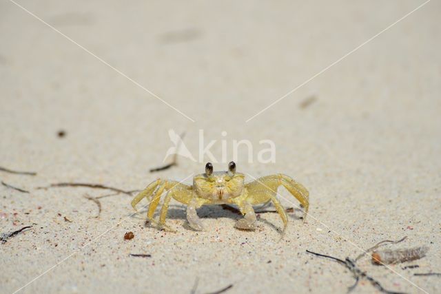 Ghost Crab (Ocypode quadrata)