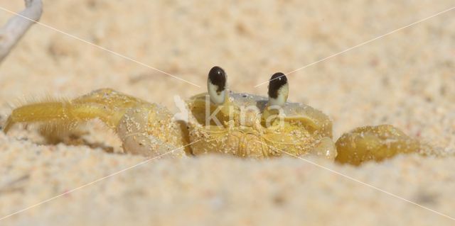 Ghost Crab (Ocypode quadrata)