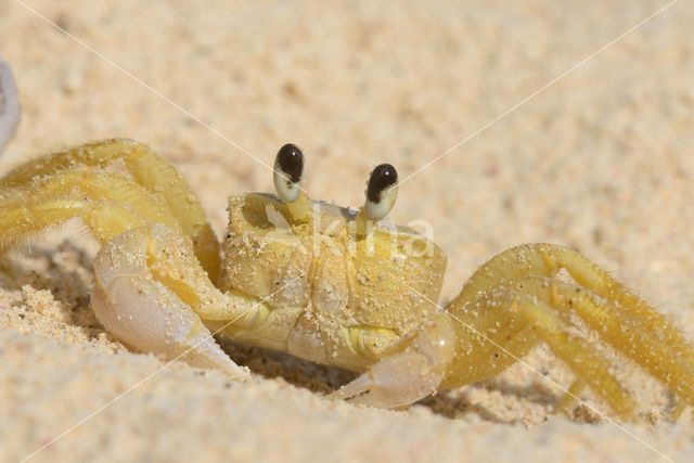 Ghost Crab (Ocypode quadrata)