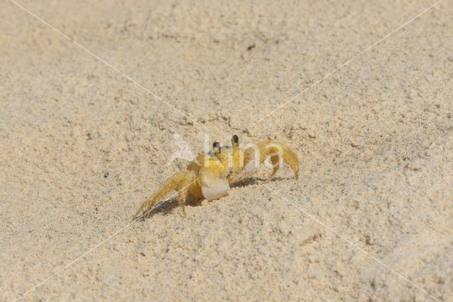 Ghost Crab (Ocypode quadrata)