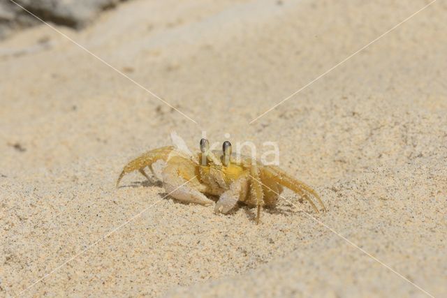 Ghost Crab (Ocypode quadrata)