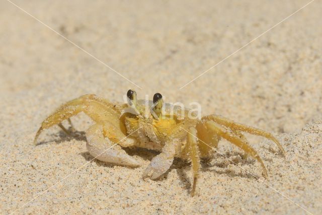 Ghost Crab (Ocypode quadrata)