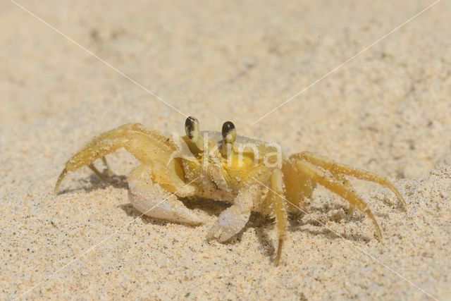 Ghost Crab (Ocypode quadrata)