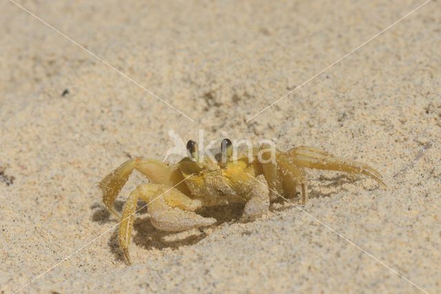 Ghost Crab (Ocypode quadrata)