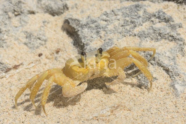 Ghost Crab (Ocypode quadrata)