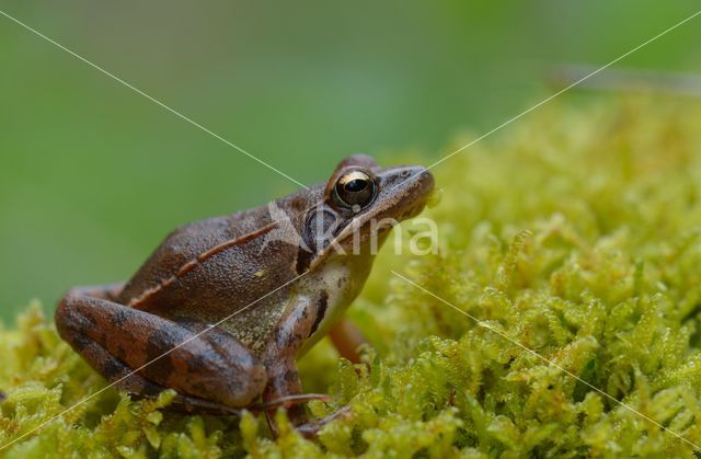 Agile frog (Rana dalmatina)