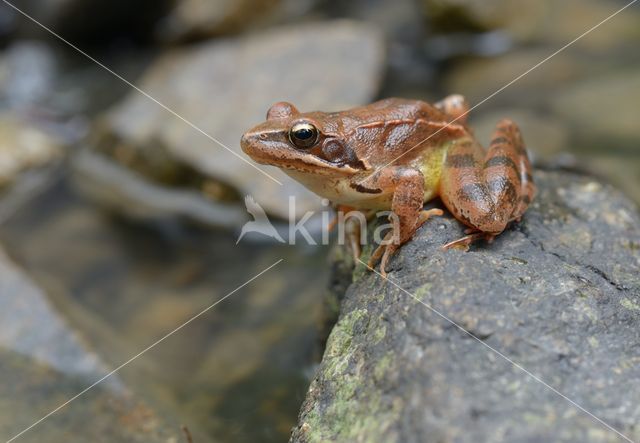 Springkikker (Rana dalmatina)