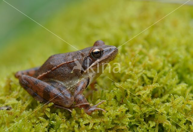Agile frog (Rana dalmatina)