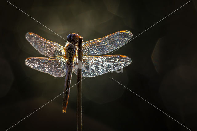 Steenrode heidelibel (Sympetrum vulgatum)