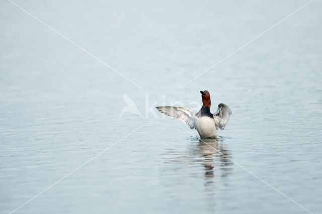 Pochard (Aythya ferina)