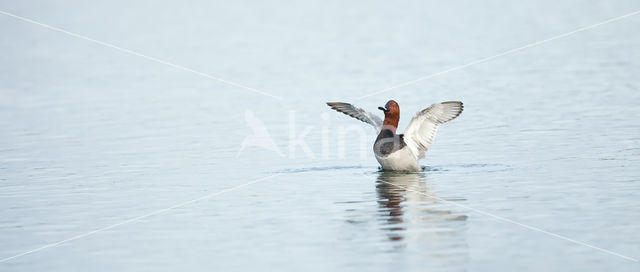 Pochard (Aythya ferina)