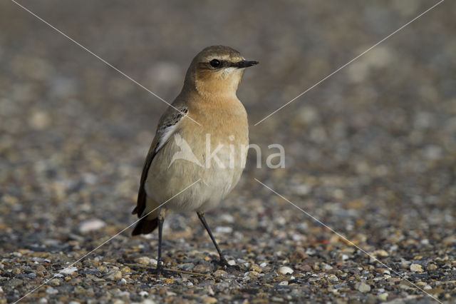 Northern Wheatear (Oenanthe oenanthe)