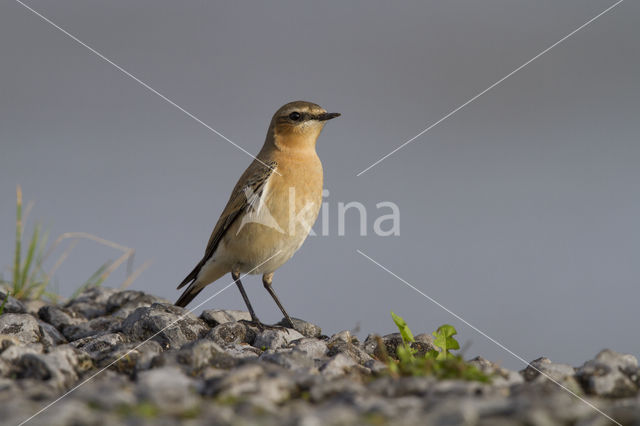 Northern Wheatear (Oenanthe oenanthe)