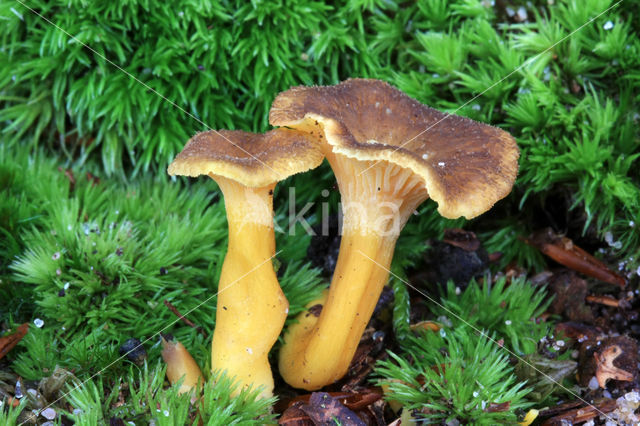 Trechtercantharel (Cantharellus tubaeformis)