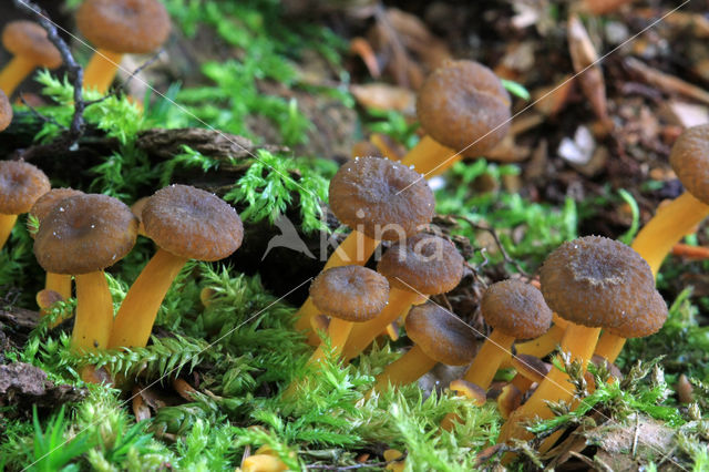 Trechtercantharel (Cantharellus tubaeformis)