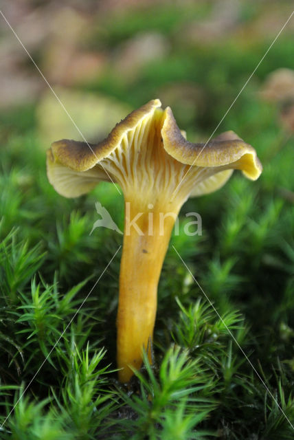 Trumpet Chanterelle (Cantharellus tubaeformis)