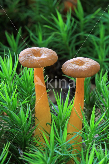 Trumpet Chanterelle (Cantharellus tubaeformis)