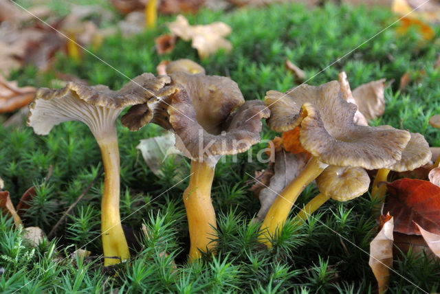 Trumpet Chanterelle (Cantharellus tubaeformis)